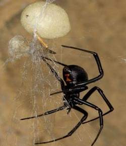 Soro brasileiro garante recuperao rpida de picada de aranha viva-negra